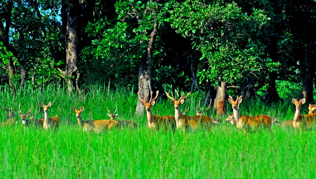 Parc National de Chitwan
