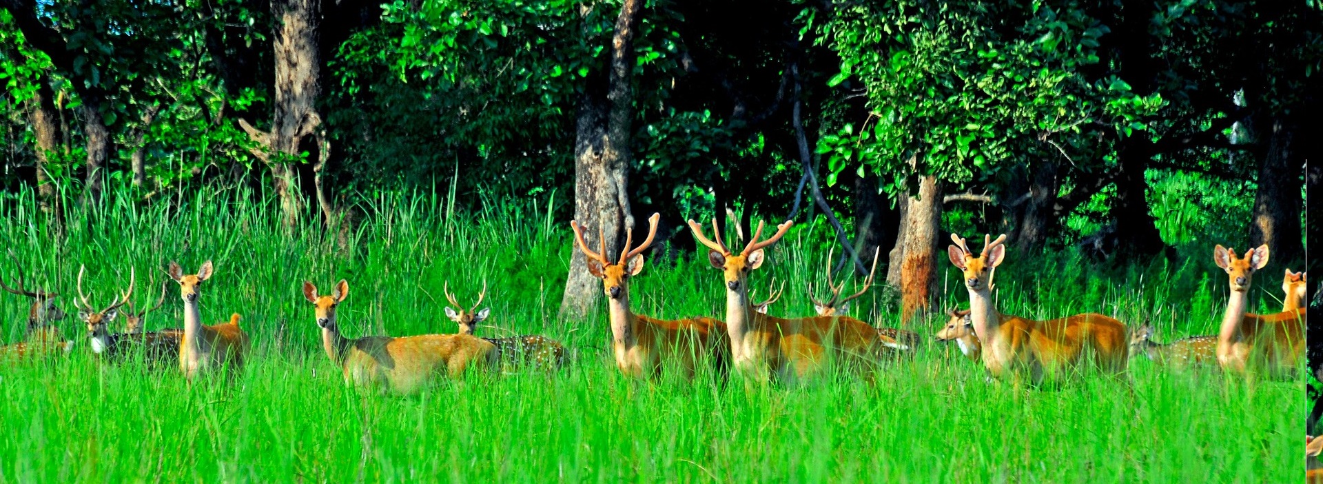 Safari parc de Chitwan