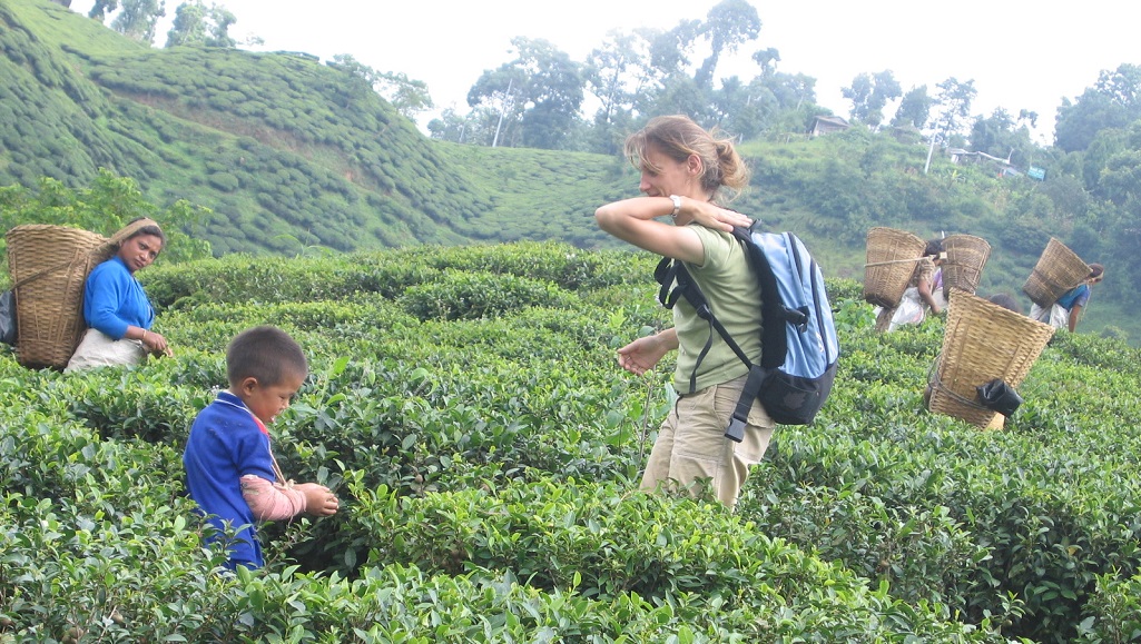 Trek Ilam plantations de thé