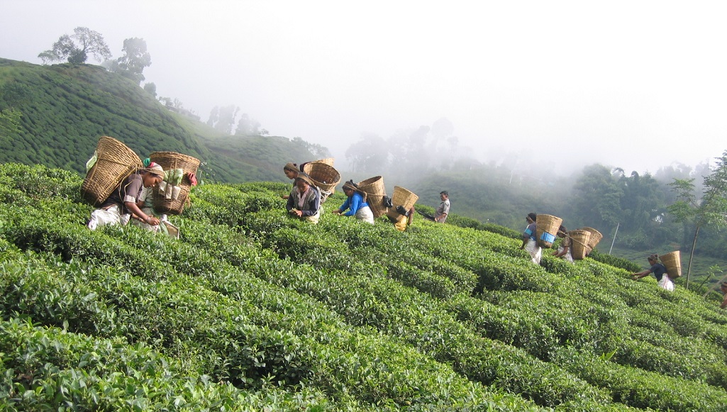 Trek Ilam plantations de thé