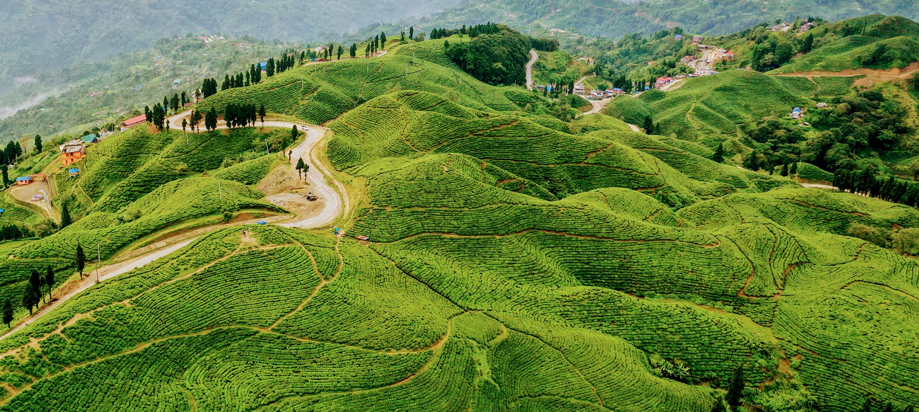 Plantation du thé à Ilam au Népal