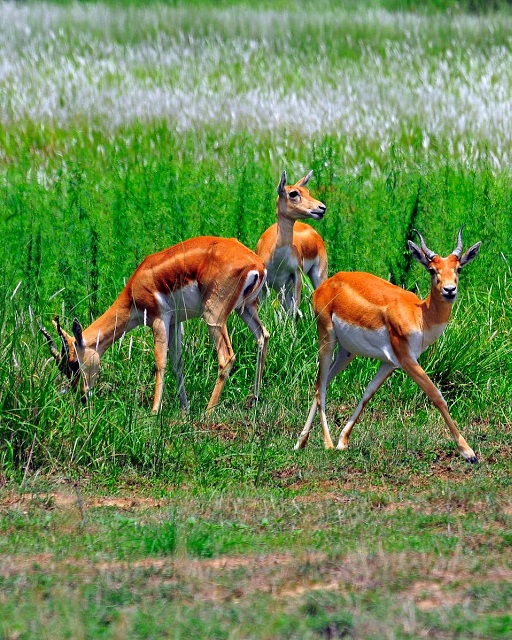 parc national chitwan