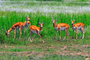 agence trek Népal francophone park natinal du chitwan 
