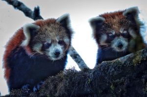 panda rouge agence trek Népal francophone
