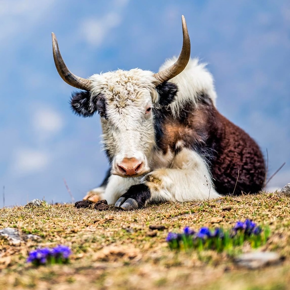 Lama hôtel (2470m) - Langtang (3400m)